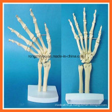 Modelo de esqueleto articular de simulação anatômica humana para ensino médico